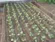 Plantación de zanahorias