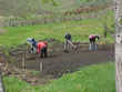 Preparación de tierra para plantación de papas