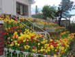 Jardines de tulipanes